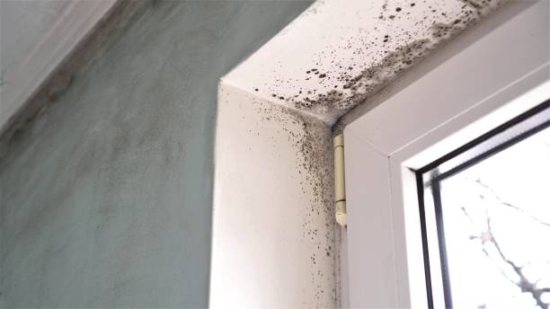 Best Office Mold Removal Services  in Ridgecrest, CA