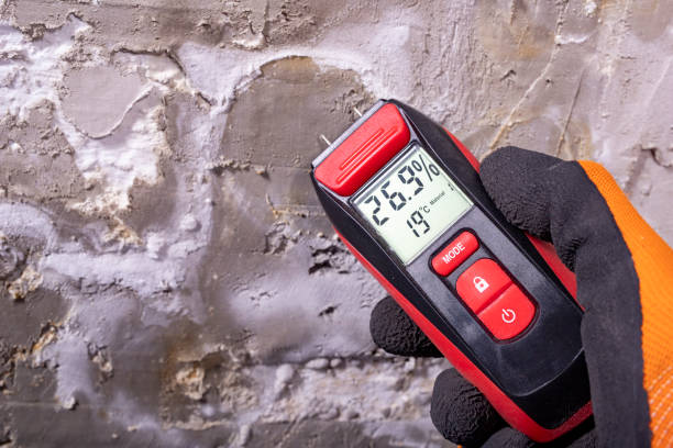 Best Mold Remediation  in Ridgecrest, CA
