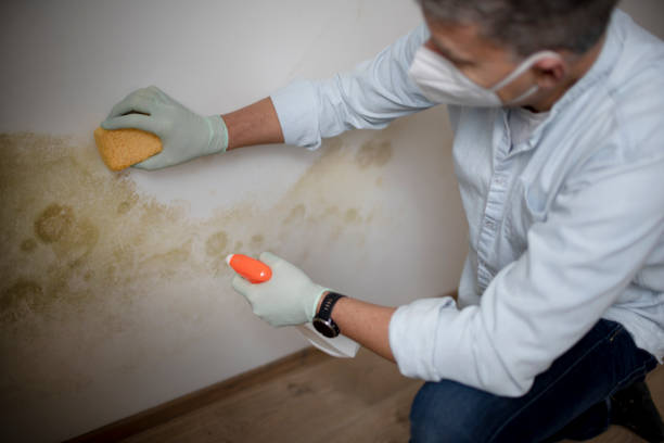 Best Home Mold Removal  in Ridgecrest, CA