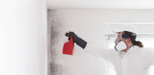 Best Crawl Space Mold Removal  in Ridgecrest, CA