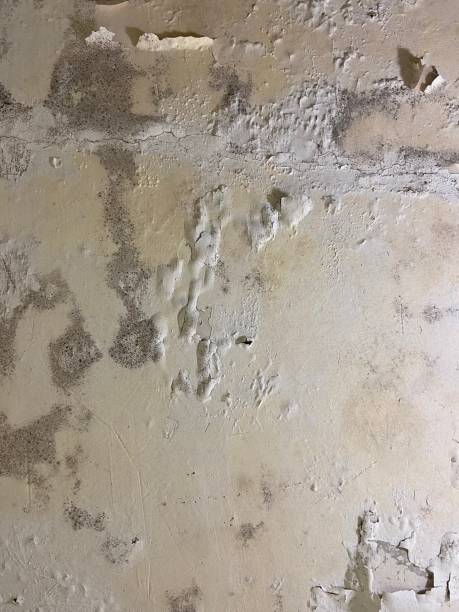 Best Mold Removal Company Near Me  in Ridgecrest, CA