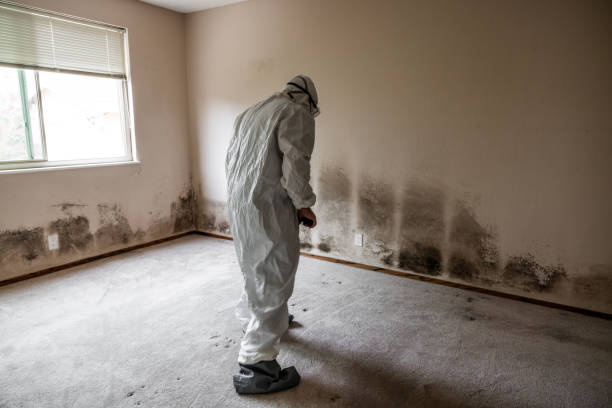 Best Mold Cleaning Services  in Ridgecrest, CA