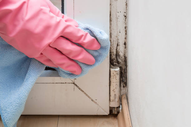 Best Crawl Space Mold Removal  in Ridgecrest, CA