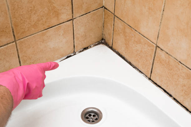 Best Professional Mold Removal  in Ridgecrest, CA